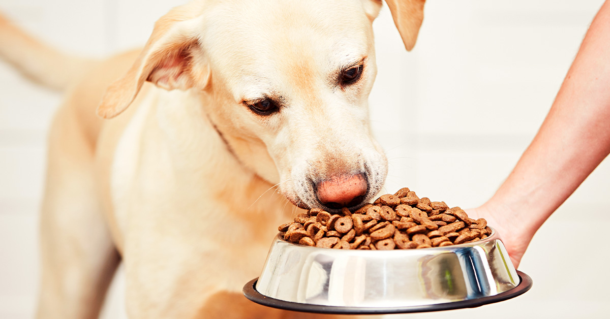 Labrador Retriever sniffing at a bowl of dry pet food